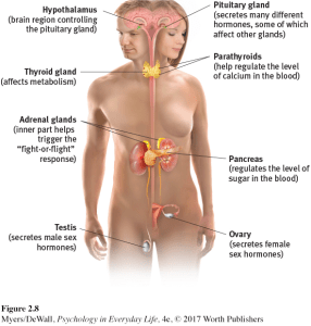 Diagram of major endocrine glands and the hormones they produce, including the thyroid, adrenal glands, pituitary gland, and pancreas.